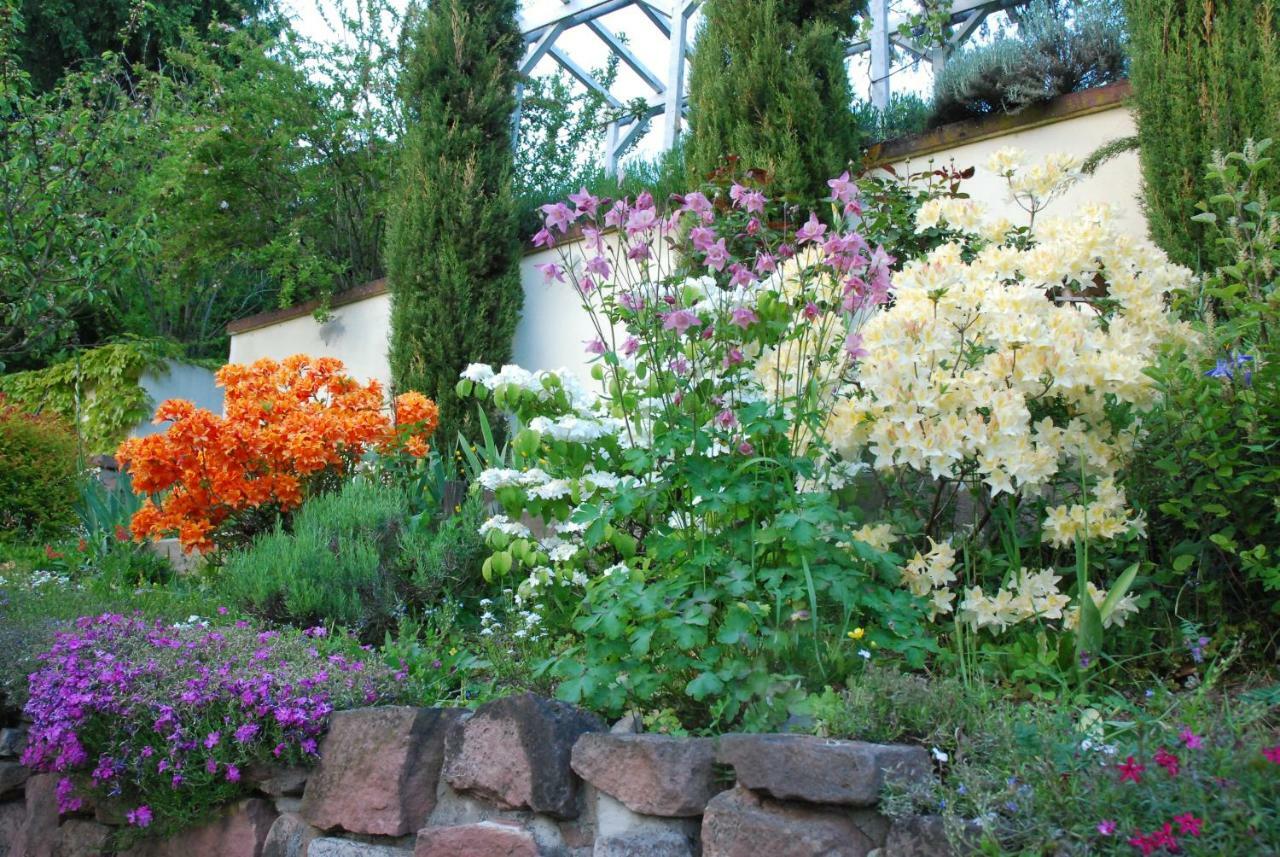 Am Berggarten Heidelberg Exteriör bild